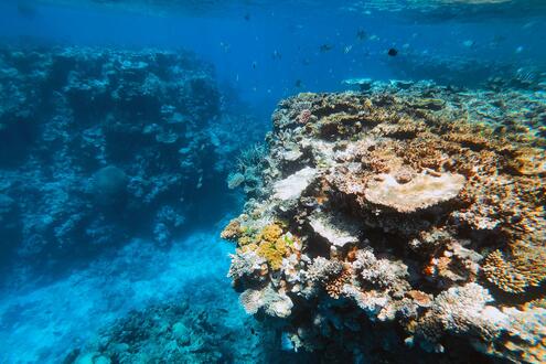 Brightly lit coral reef in the right foreground, with many fish in the background.