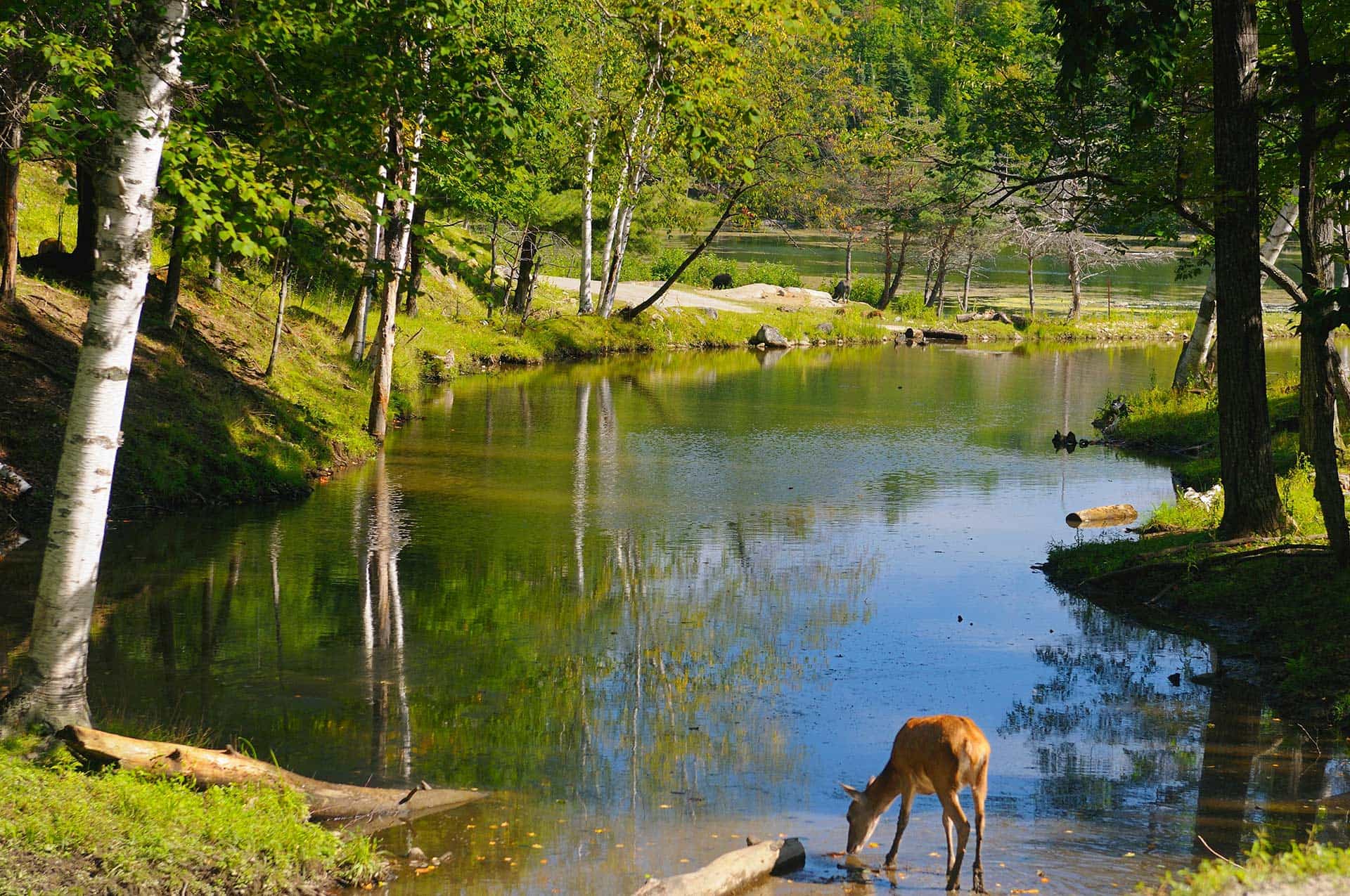 A deer drinking from a river in a lush forest.