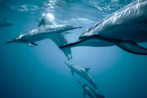 dolphins swimming in ocean