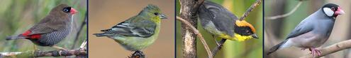 Four finches with beaks of differing shape and color. 