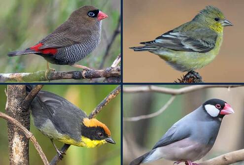 Four finches with beaks of differing shape and color. 