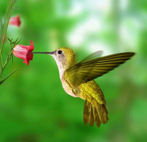 Hummingbird feeding on flower.