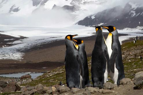 Four penguins on rocky ground in front of snowy mountains.