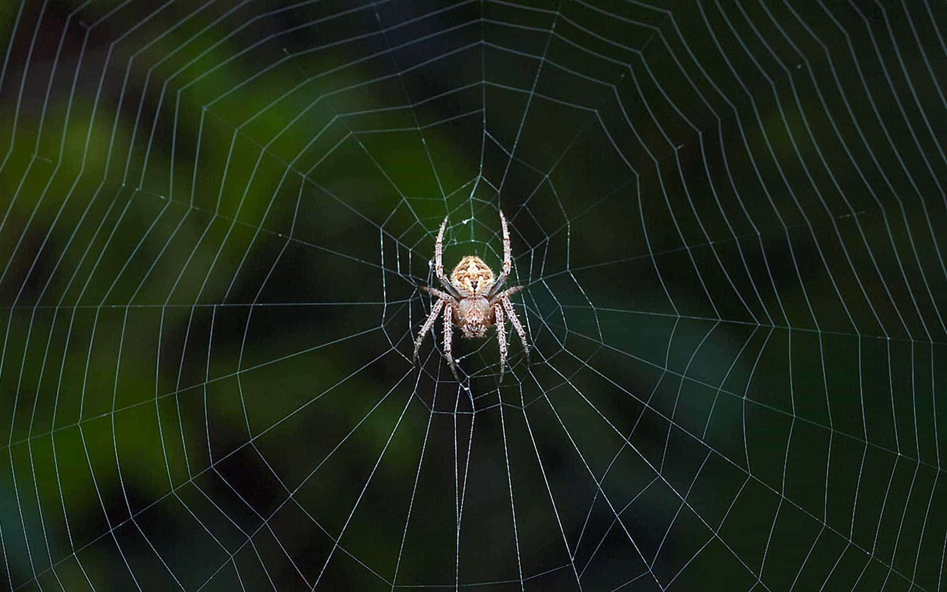 A spider sitting in the middle of its web.