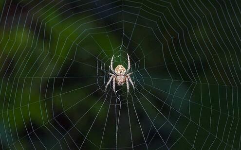 A spider sitting in the middle of its web. 