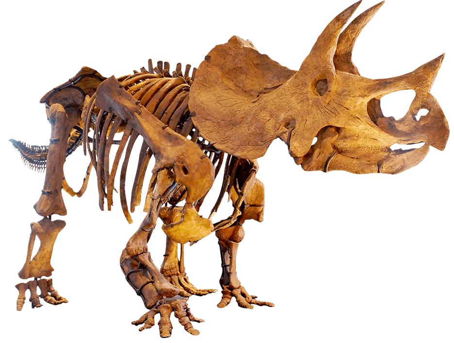 fossils of triceratops
