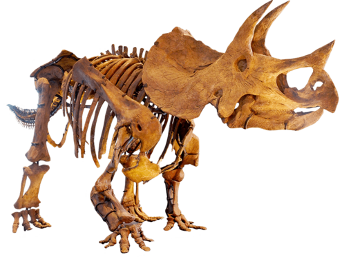 Fossil skeleton of triceratops. 
