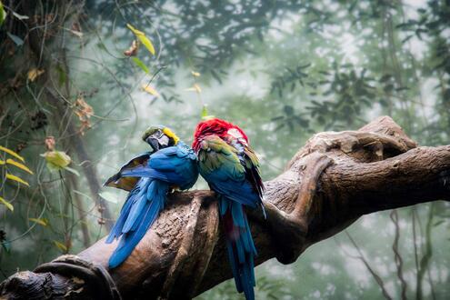 Two macaws on a tree branch in a tropical forest.