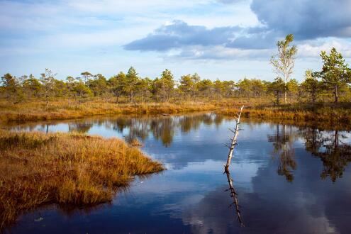 View of wetlands showing water, grasses, trees against cloudy sky. 