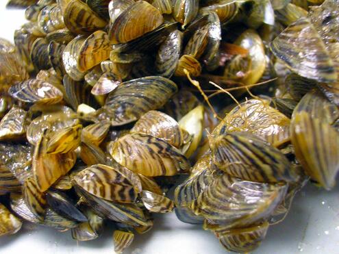 a large cluster of zebra mussels