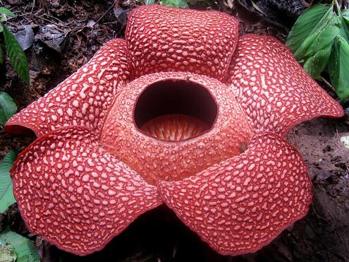 Rafflesia