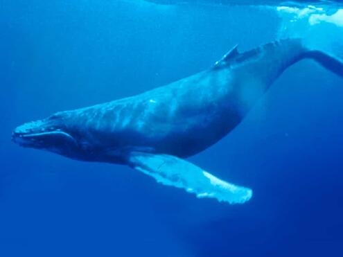 blue whale