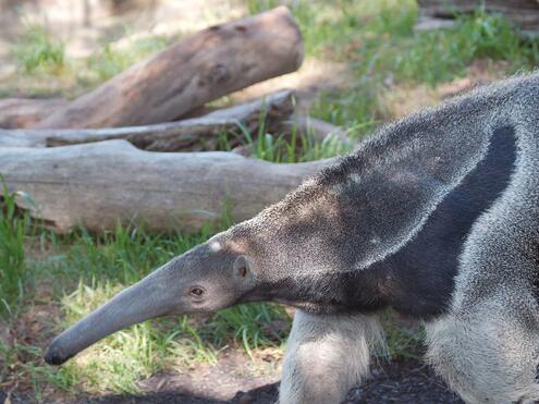 giant anteater