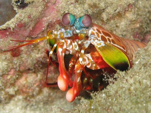 mantis shrimp