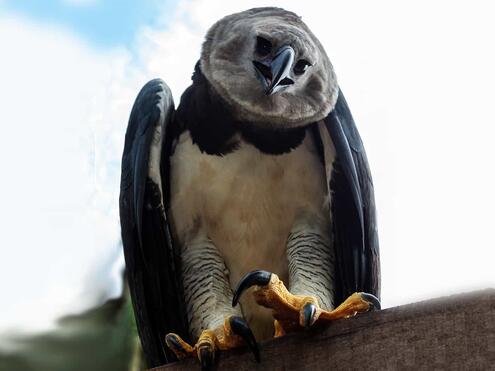 harpy eagle