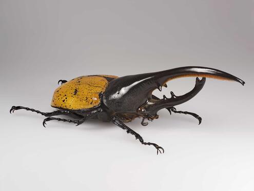 Hercules beetle