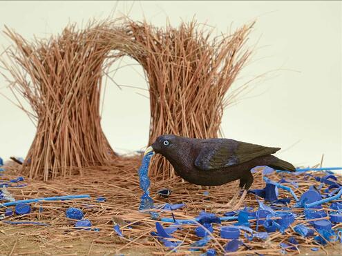 Male bowerbird