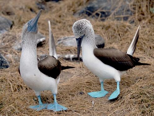 Blue-footed boobies