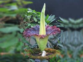 titan arum