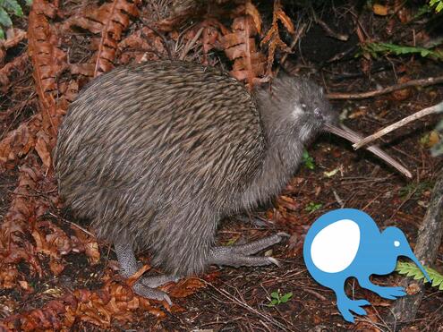 brown kiwi bird with graphic showing the size that an egg would be inside the bird