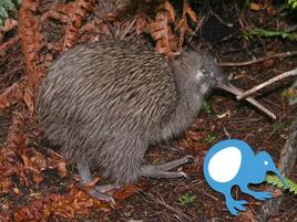 brown kiwi bird with graphic showing the size that an egg would be inside the bird