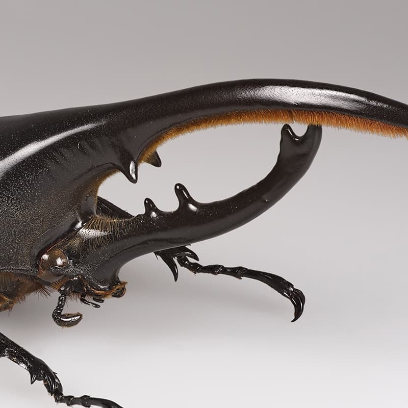 shiny black branchlike structures