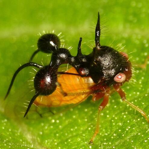 black spiky ant-like organism
