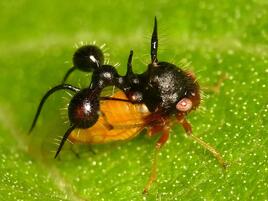 treehopper insect