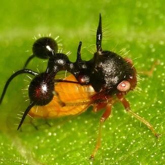 treehopper insect