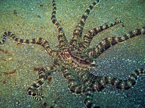mimic octopus on sea floor