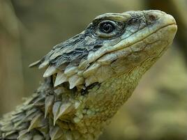 giant dragon lizard head from side view