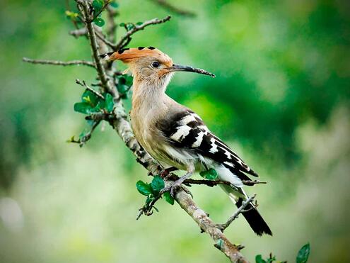 hoopoe on tree branch