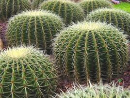 golden barrel cacti