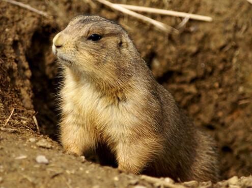 Black-tailed prairie dog peeking out of a burrow