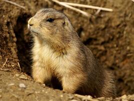 Black-tailed prairie dog peeking out of a burrow