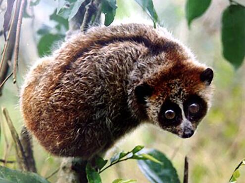 pygmy loris