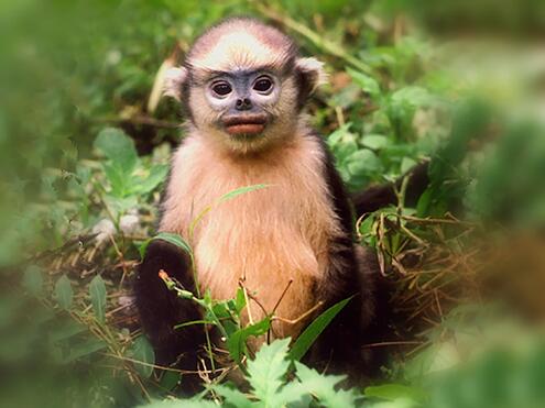 Tonkin snub-nosed monkey