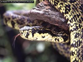 Jerdon's pit viper with tongue sticking out