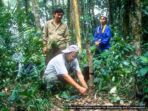 scientists setting an animal trap in central Vietnam