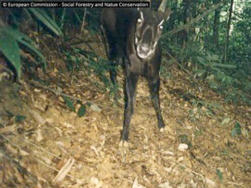 saola in the vietnamese forest