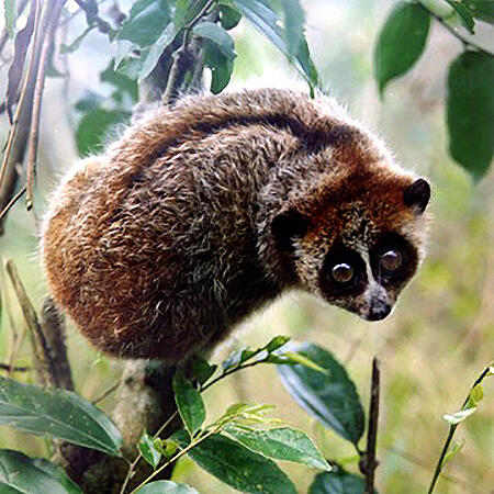 A pygmy loris in a tree, its wide eyes facing the viewer.