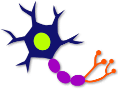 neuron