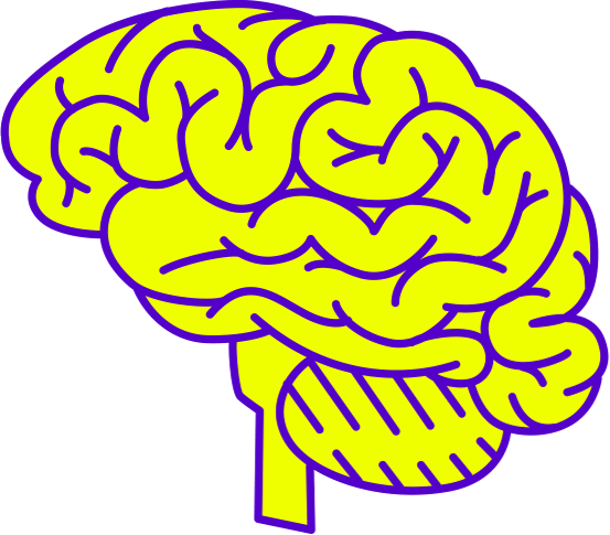 Drawing of a brain.