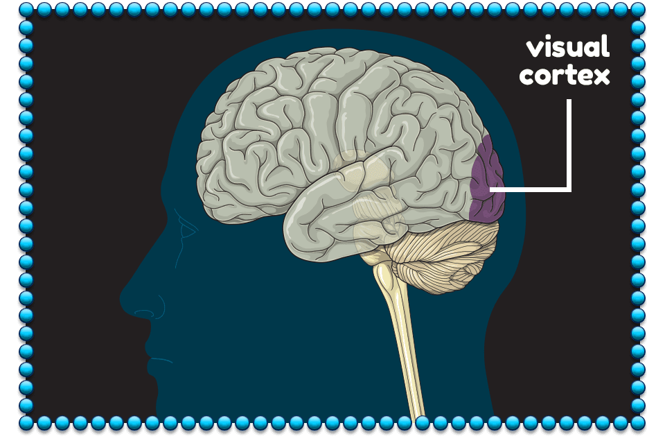 illustration of human brain with pointer to visual cortex