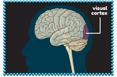 illustration of human brain with pointer to visual cortex