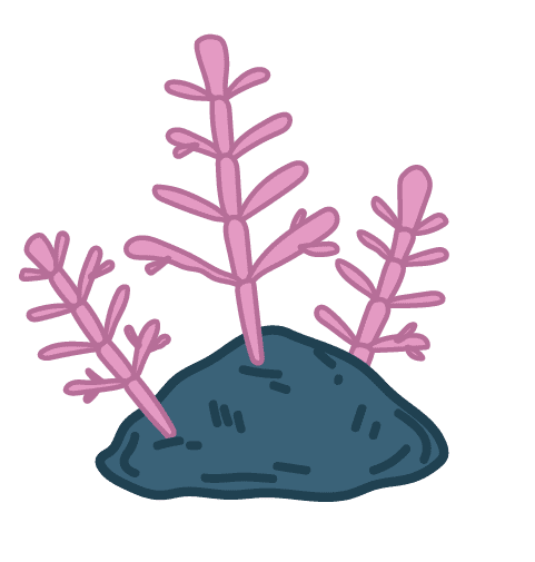 illustration of coraline algae