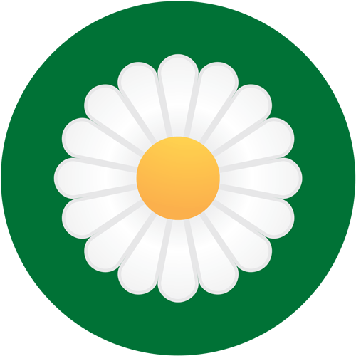 daisy flower head