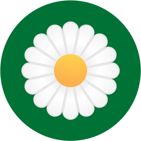 daisy flower head