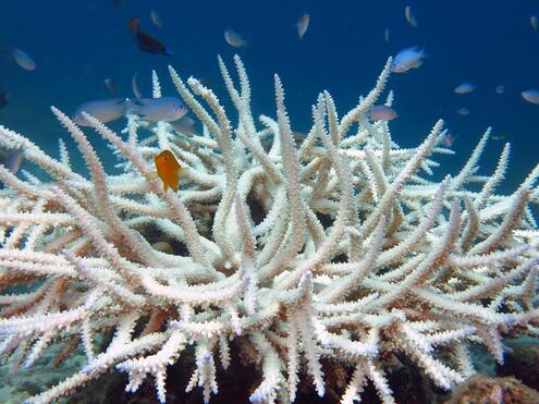 Bleached coral with fish around it