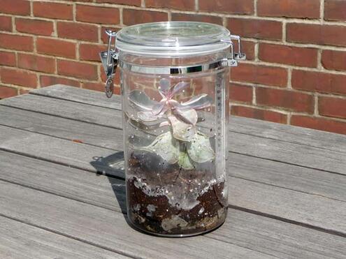A plant and a thermometer in a clear jar on a wooden surface.